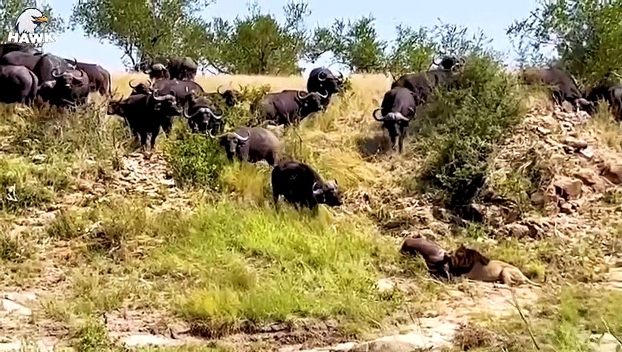 30 Moments Buffalo Injures A Sick Lion, What Happens Next   Animal Fight