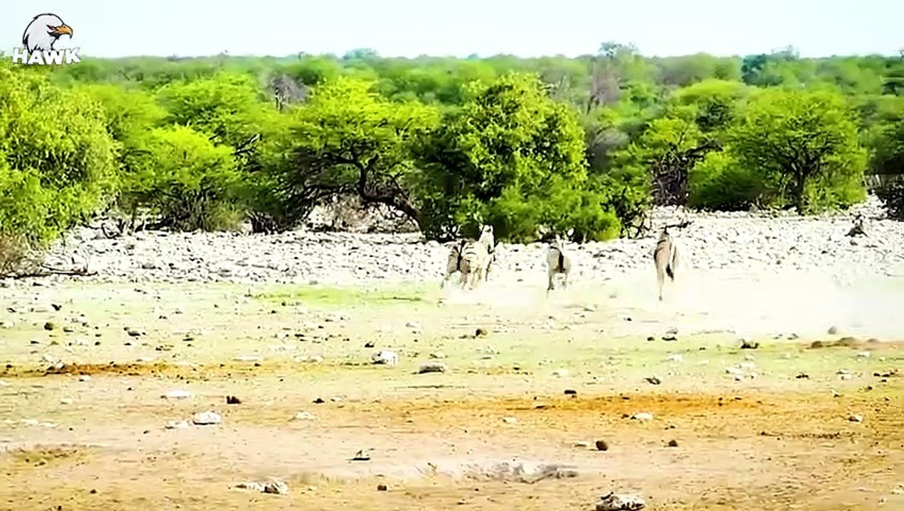 30 Moments Zebra Family Goes Crazy Tortures Lion To Disability to Avenge For Their Baby