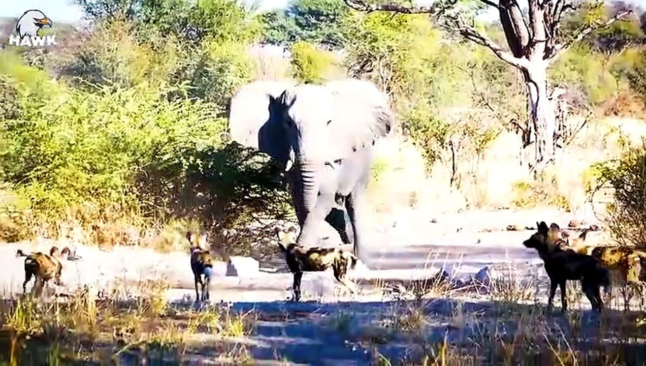 30 Moments The Mother Elephant Is Helpless To Protect Her Young From A Pack Of Dogs   Animal Fight