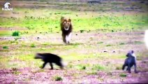30 Moments Hyenas Fight Enemies To Protect Their Babies   Animal Fight