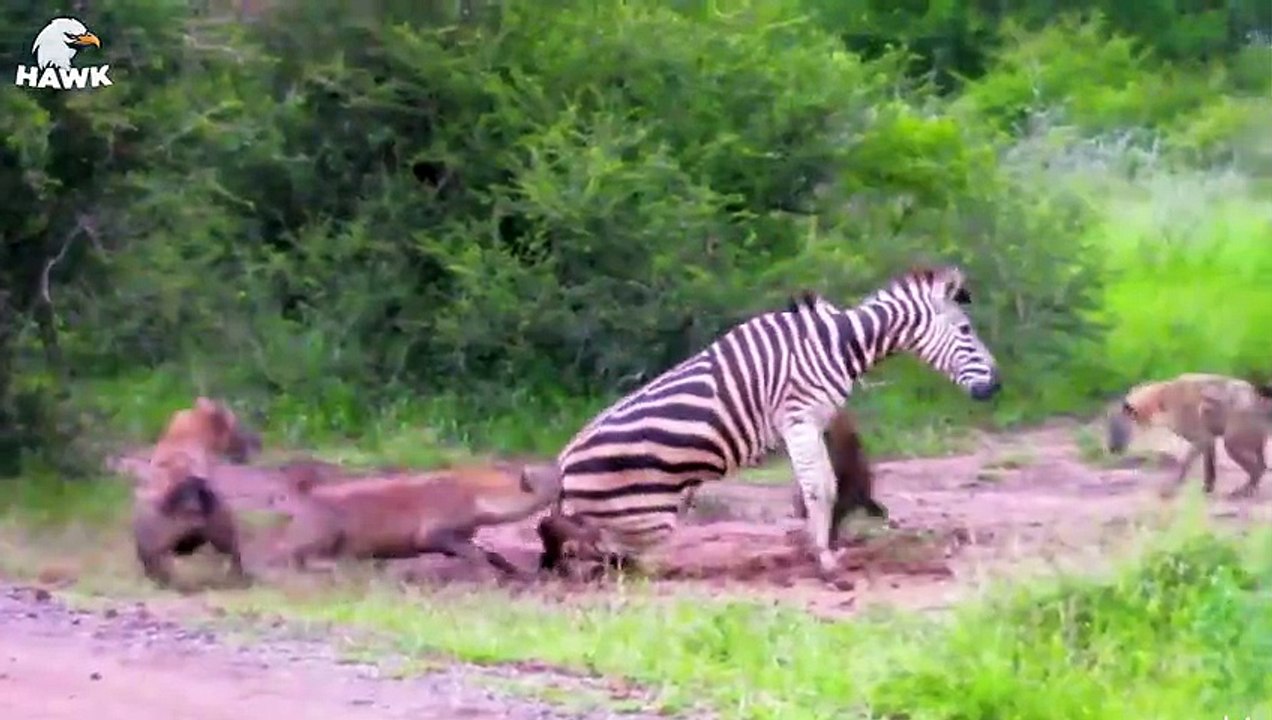 30 Moments When Zebras Are Injured And Animal Fight For Their Lives