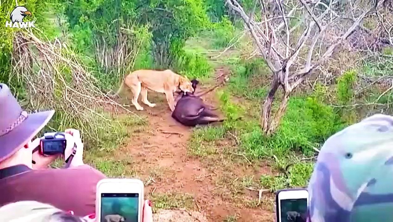 30 Moments Wild Animal Fight Big Cats, What Happens Next   Animal Fight