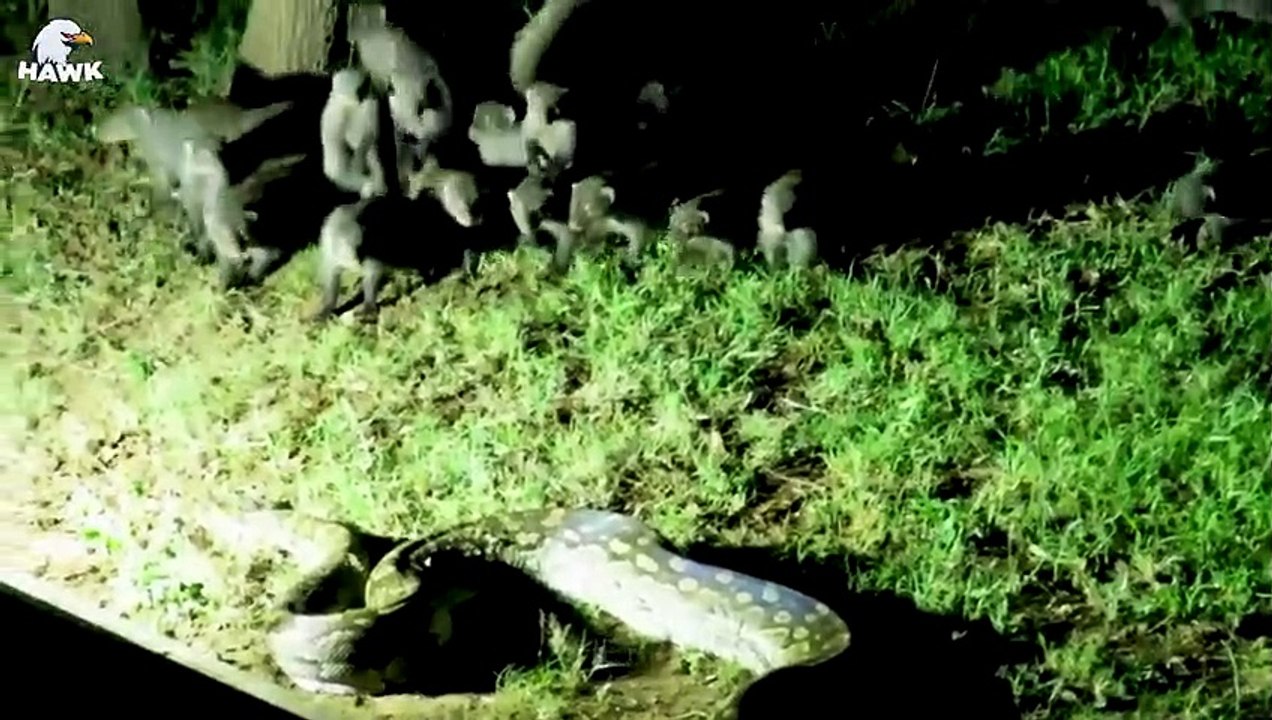 30 Moments When Lions Fight Fiercely To Save Their Fellows From Giant Pythons   Animal Fight (2)