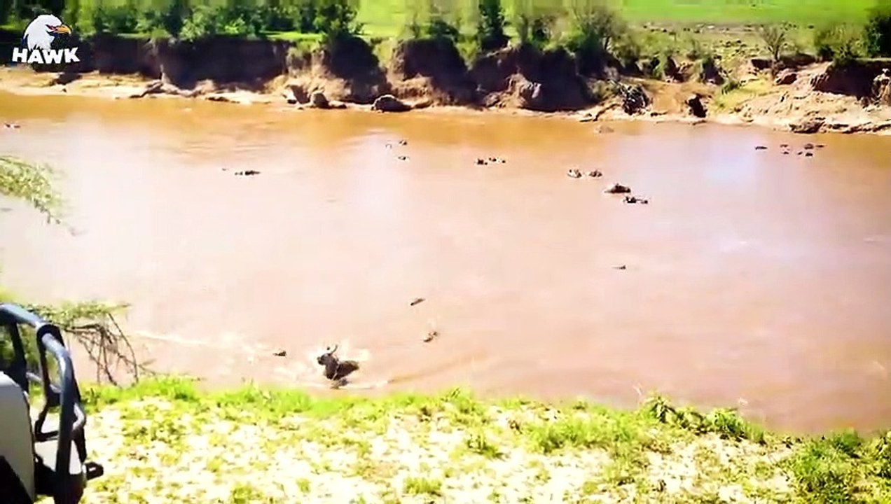 30 Moment When Evil Crocodile Suddenly Rushed To Bite The Poor Buffalo's Jaw Off   Animal Fight