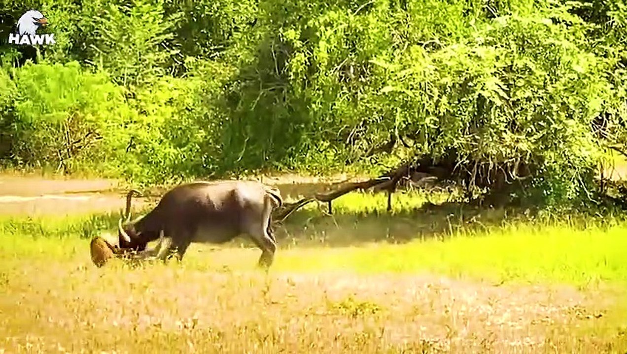 30 Moments A Mother Buffalo Protects Her Pugs From The Devastating Onslaught Of Animal Fight