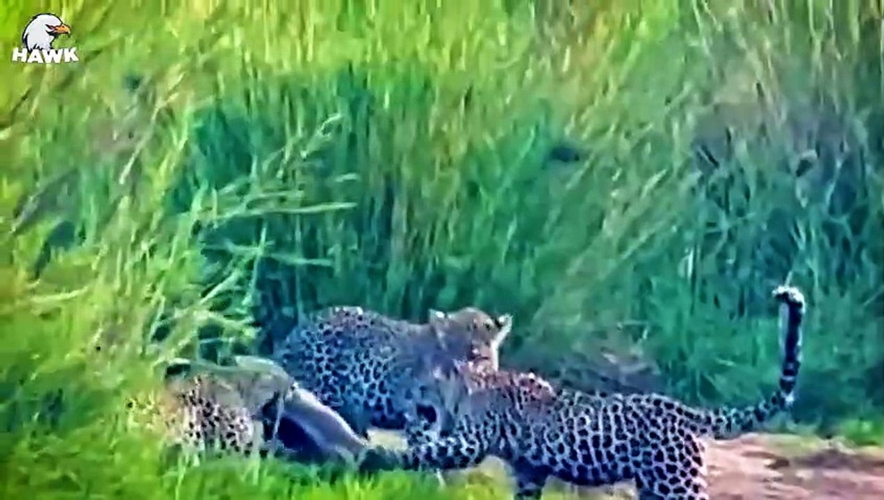 30 Moments When Big Cat Struggle To Take Down Their Prey   Animal Fight