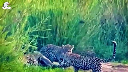 30 Moments When Big Cat Struggle To Take Down Their Prey   Animal Fight