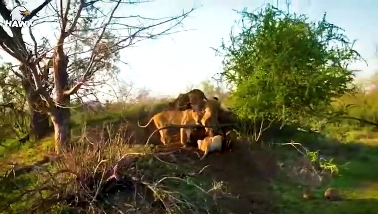 30 Times Warthogs Were Wounded And Their Babies Fell Prey   Animal Fight