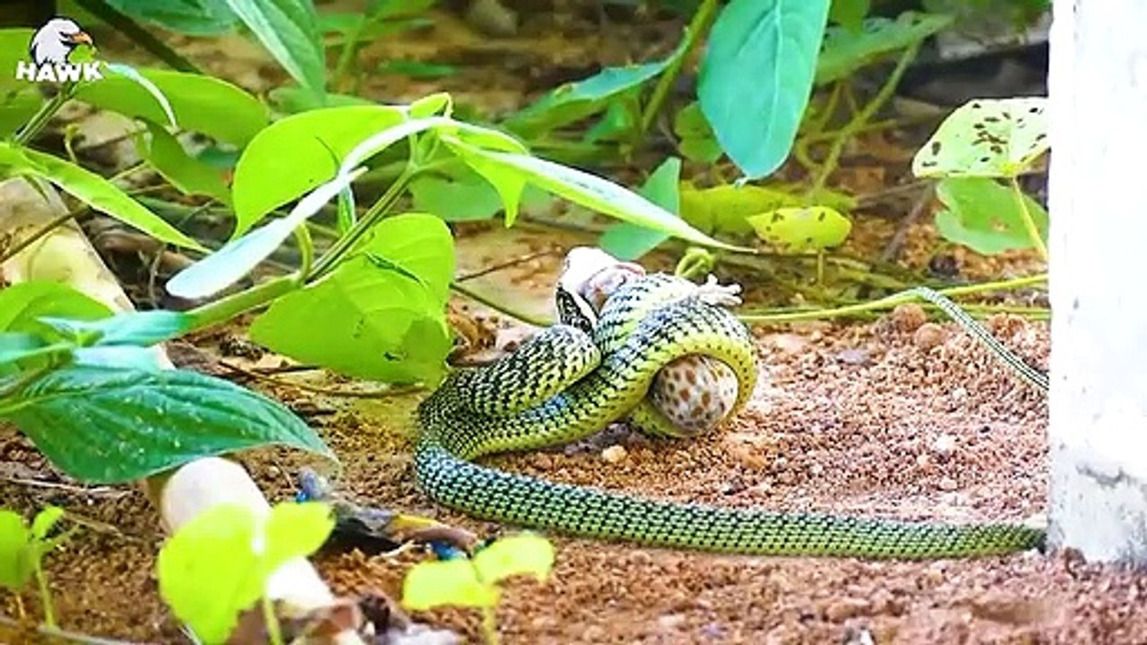30 Moments When Cobra Confronts Python, What Happens Next Animal Fight