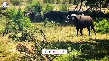 30 Moments Lions Are Painfully Defeated By The Aggressive Buffalo, Can It Survive   Animal Fight