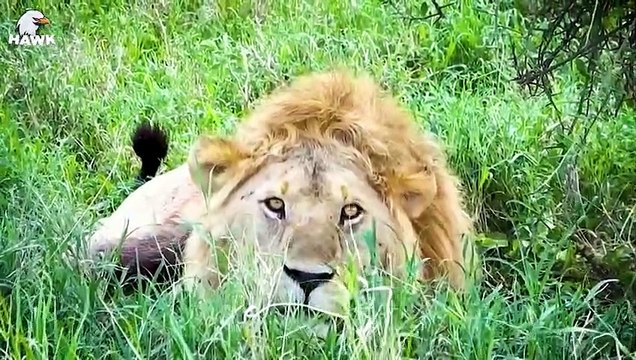 30 Failed Hunts Of Big Cat, Painful Injuries, What Happens Next