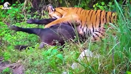 30 Terrible Battles Of The Tiger King In The Battle   wild Animals