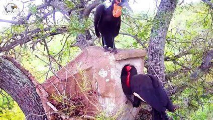 30 Moments When Birds Are Mercilessly Hunted By Animals   Animal Fight