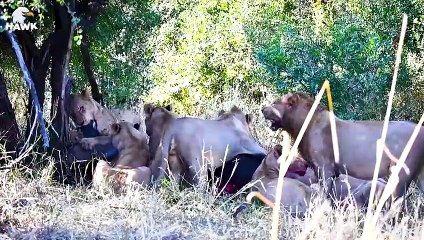 30 Moments Buffalo Injured By Animal Fight, What Happens Next