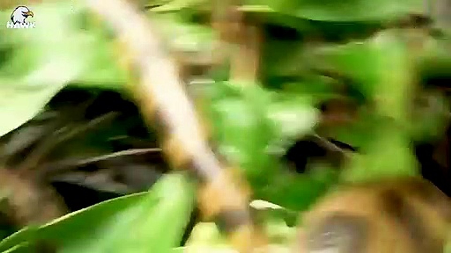 ⁣30 Silly Moments When Python Tried To Swallow Hedgehogs, What Happened   Animal Fight