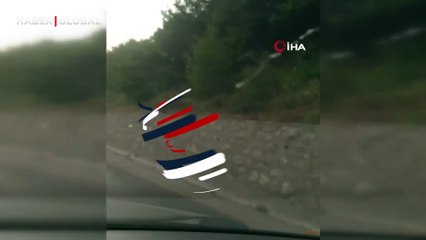 Nadir görülen alaca ayıyı telefonuyla saniye saniye görüntüledi: Koca oğlan diye bağırdı