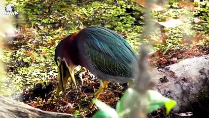 30 Moments When Birds Attack And Swallow Everything That Moves   Animal Fight