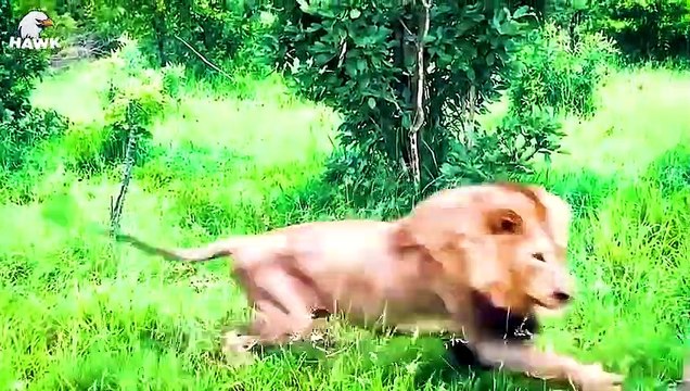 30 Moments Hyenas Injured By Wild Animals, What Happens Next Animal Fight