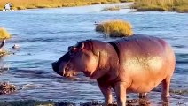 30 Moments Hippo Is Injured By Buffalo, Animal Fight and What Happened