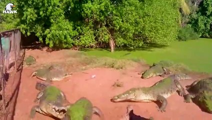 30 Moments Why Crocodiles Are Injured And What Happens Next   Animal Fight