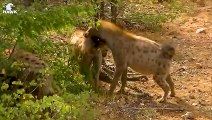 30 Moments Tragedy! Injured Animals Meet The Wrong Opponent!   Animal Fight