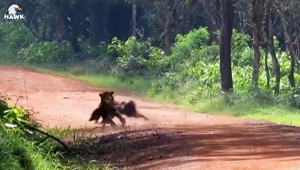 30 Moments When Jackals Are Injured And Animal Fight For Their Lives