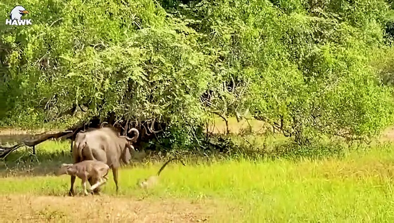 30 Pitiful Moments For Old Leopards, Leopards Get Injured While Fighting Vicious Prey, Animal Fights