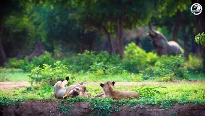 Painful! Injured Buffalo Fights Big Cats For Life