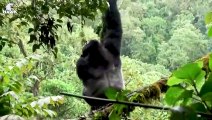 30 Moments When Big Cat Attacks Gorillas, Gorillas Panic And Run Away