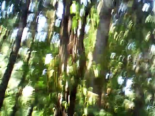 The crowning of Belphebe medius