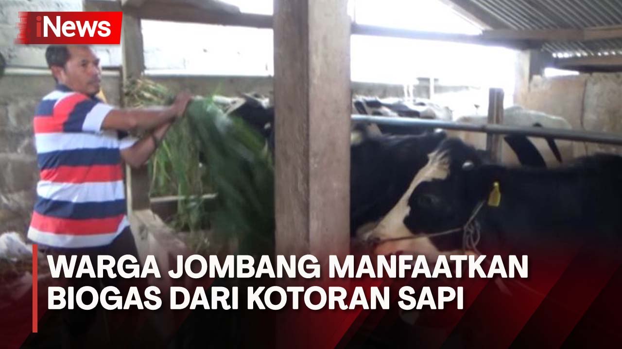 Warga Jombang Olah Kotoran Sapi Jadi Biogas karena Gas Elpiji Langka
