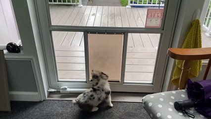 Le chiot Corgi tombe à travers la porte du chien