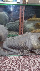 Mystery Of Mermaid From Japan Finally Solved!