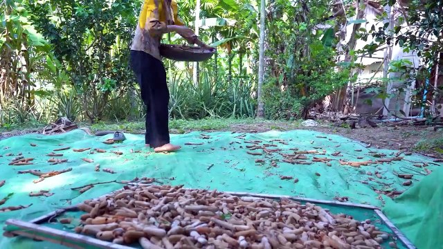 Fresh tamarind fruit in my countryside and cook food recipe - Polin lifestyle