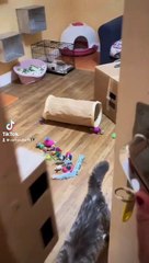 La chatterie de sukaïna -Maine Coon & British Longhair-