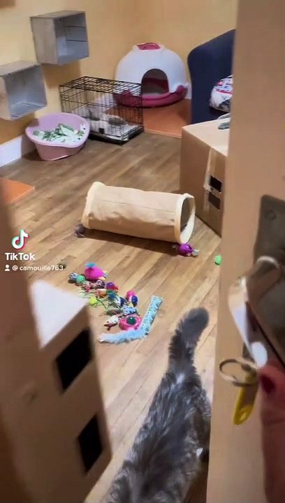 La chatterie de sukaïna -Maine Coon & British Longhair-