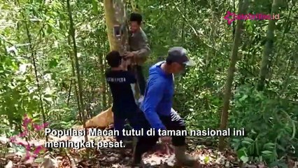 Kabar Gembira Populasi Macan Tutul Meningkat di Taman Nasional Jember, Terekam Kamera Pengintai