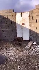 Duyardık da düz duvara çıkan keçiyi hiç gördünüz mü?