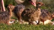 Lion Vs Ostrich Fight To Death   Mother Ostrich Fail To Protect Her Eggs From Lions Hunting