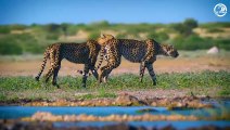 The Moment The Big Cat Was Injured Left Viewers In Awe