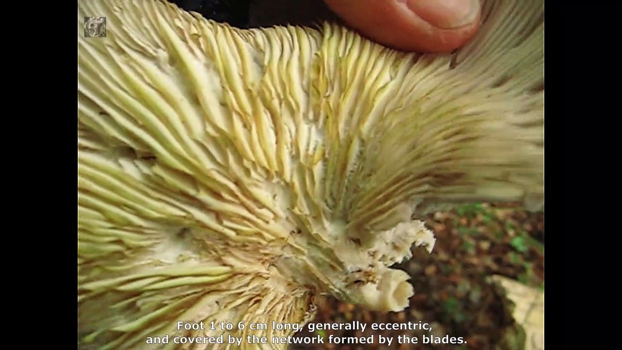 Pleurotus cornucopiae. Champimaginatis. English Text4