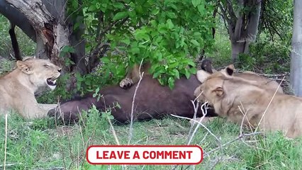 Animals That Give Big Cats Nightmares