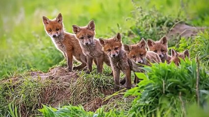 Animals That Asked People For Help (2)
