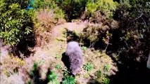 Animals Destroying Drones Caught On Camera
