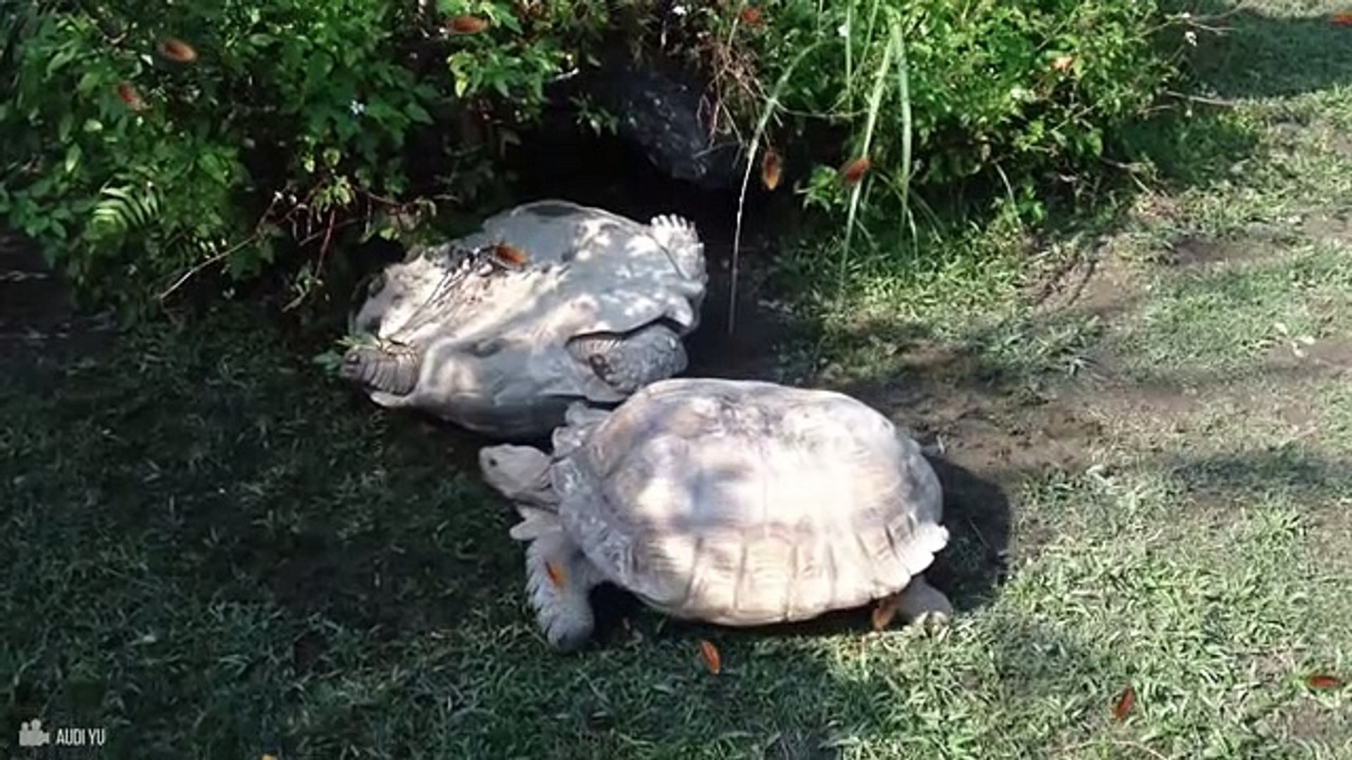 ⁣60 Times Animals Rescued Other Animals