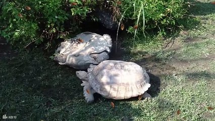 60 Times Animals Rescued Other Animals