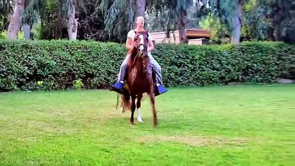 26 Rare Horse Breeds That Could Go Extinct Soon!