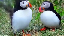 25 Birds With The Best Mating Dances In The World