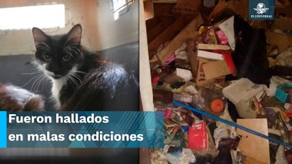 Rescatan a 13 gatos hacinados en departamento de la GAM