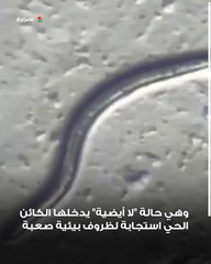 بعد سبات 46 ألف عام.. حكاية الدودة المجهولة التي عادت للحياة